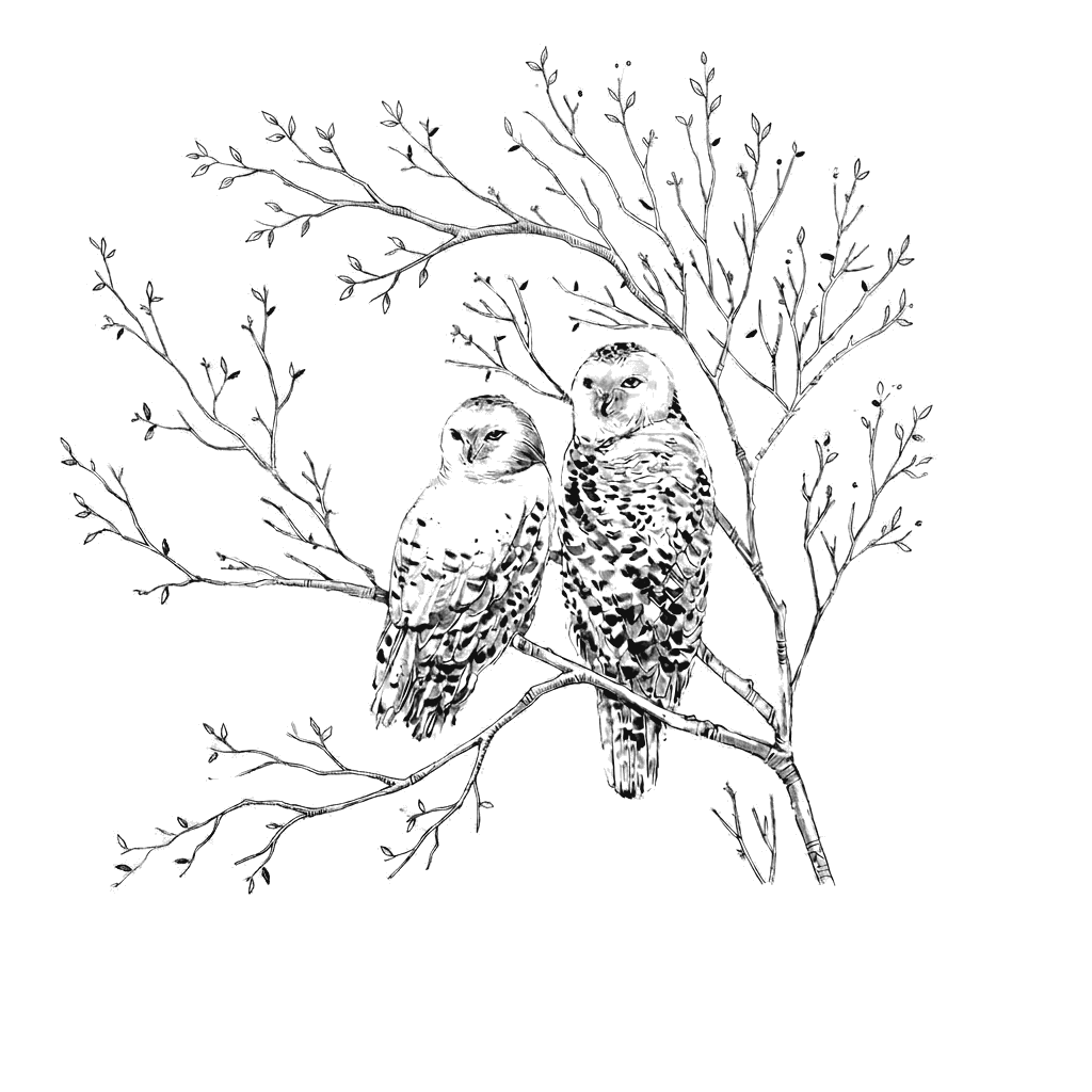 Pen-and-ink drawing of two owls perched on a bare branch
